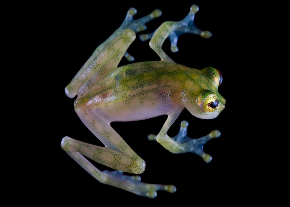 Glass Frog-Ecuador-by Jaime Culebras-min