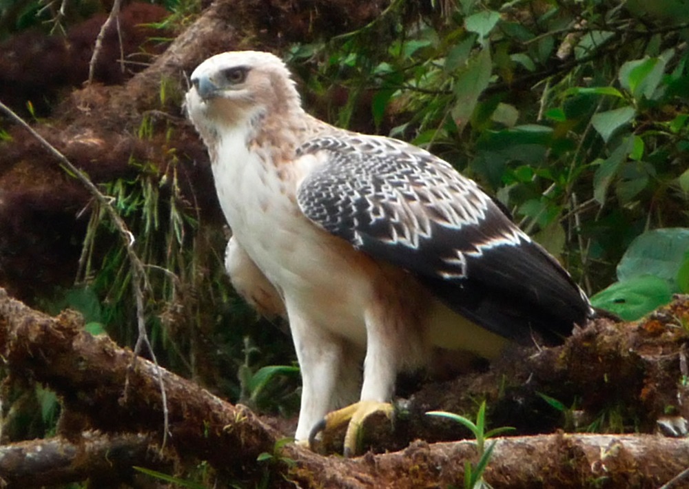 The Black-and-chestnut Eagle, by Luis Recalde