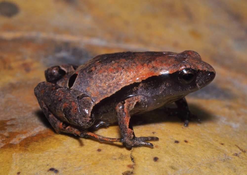 Noblella heyeri, photo courtesy of EcoSs Lab/UTPL