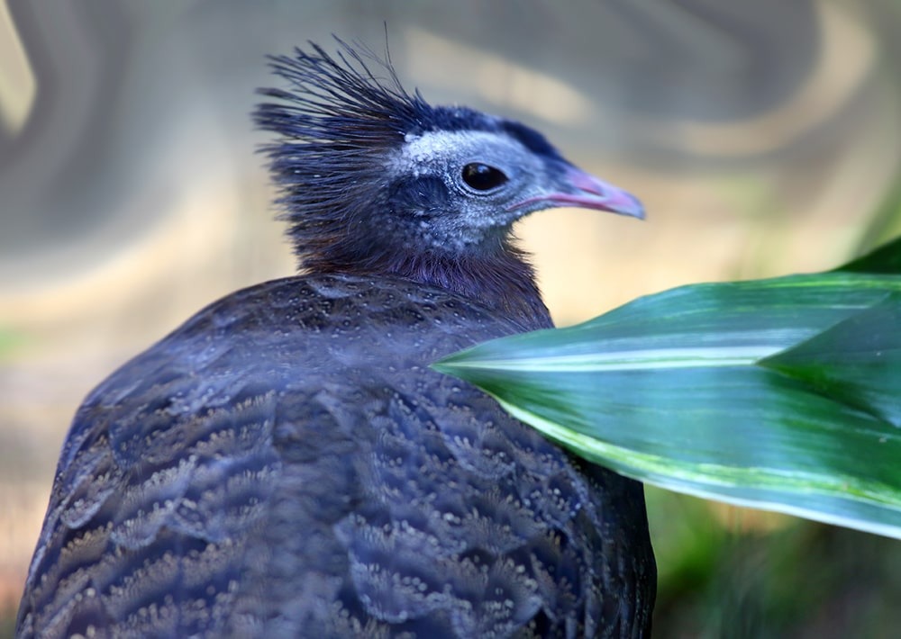 The Crested Argus, by Feather Collector/shutterstock