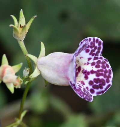 The Critically Endangered Monopyle paniculata orchid, by Dr. Alexey Yakovlev/Wikimedia Commons