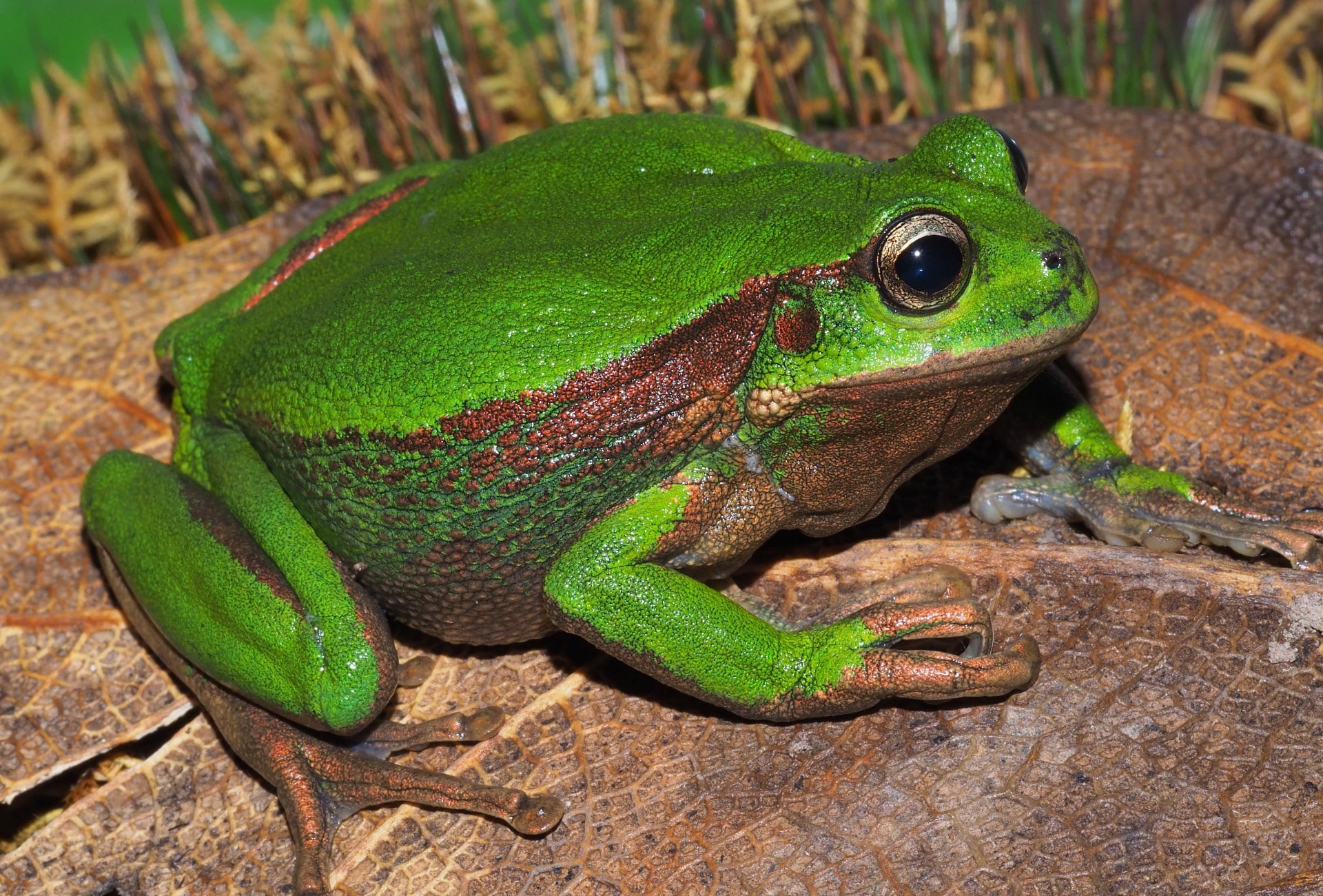 Gastrotheca courtesy of EcoSs Lab/UTPL