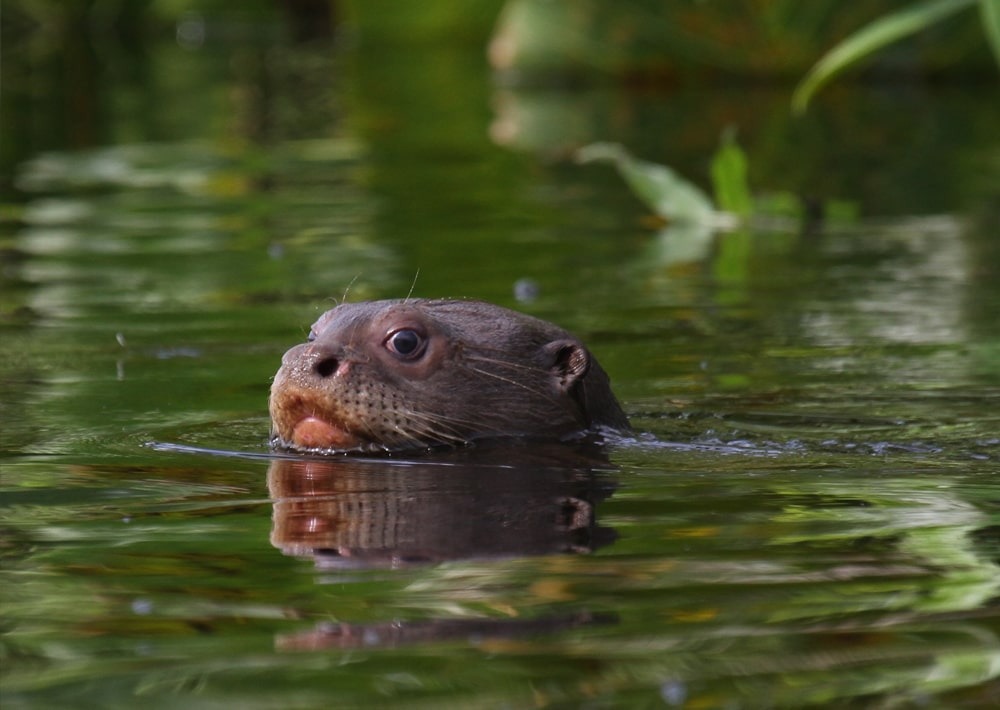 The Endangered Giant Otter by Kenny Ross