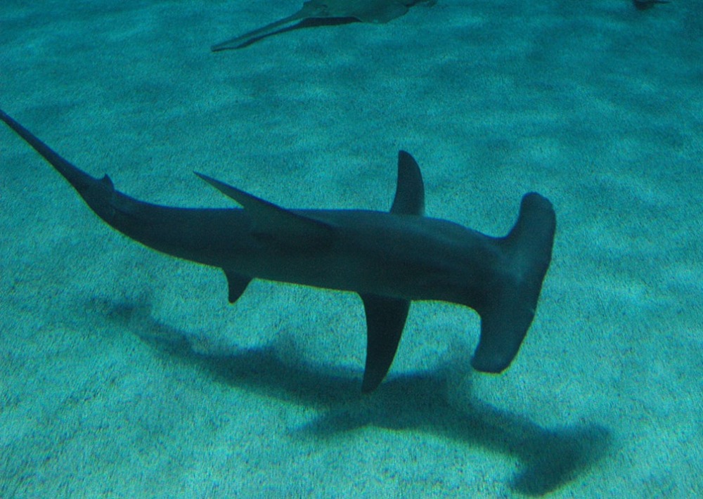 A Great Hammerhead, by Jake Mohan