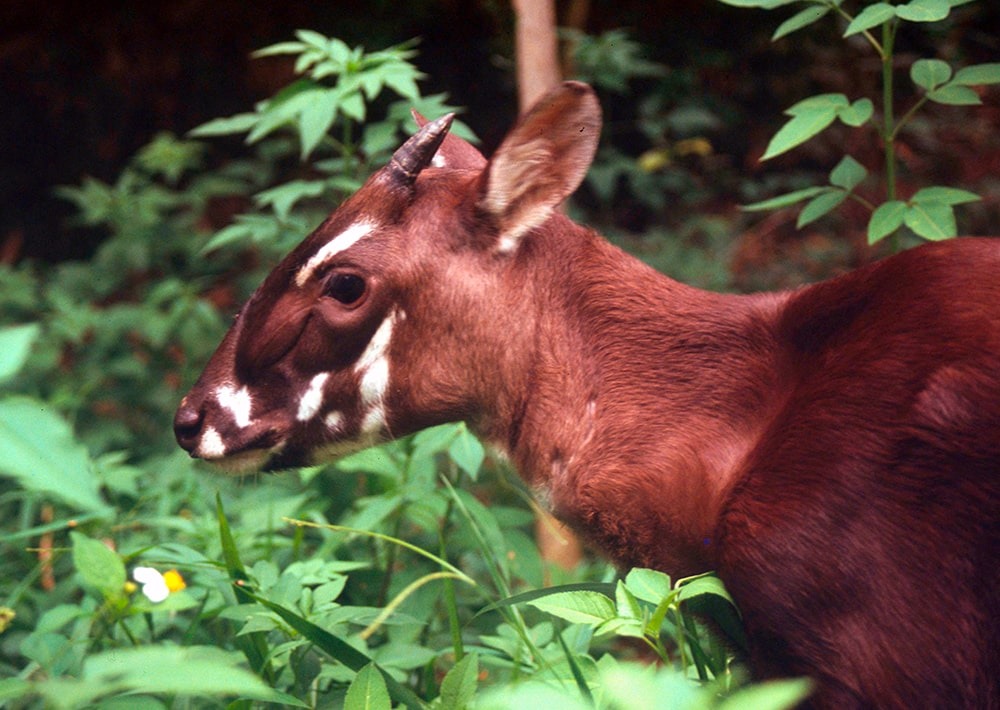 The elusive and Critically Endangered Saola, by David Hulse/WWF-Laos