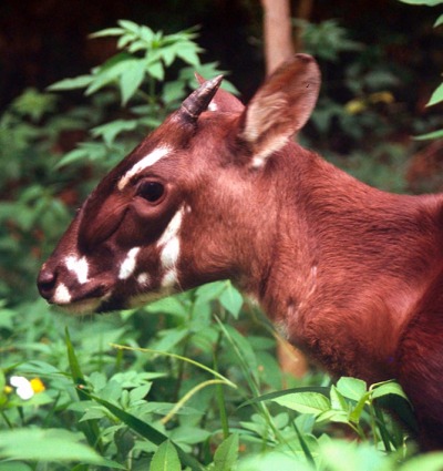 The elusive and Critically Endangered Saola, by David Hulse/WWF-Laos