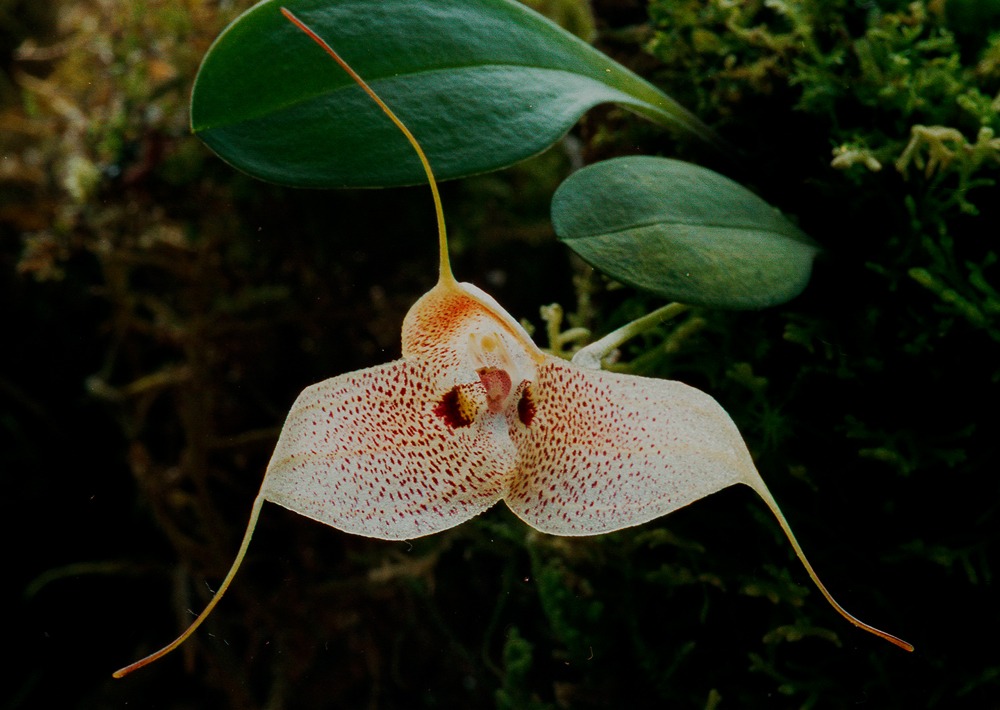 The Masdevallia Stigii orchid, by Lou Jost/EcoMinga
