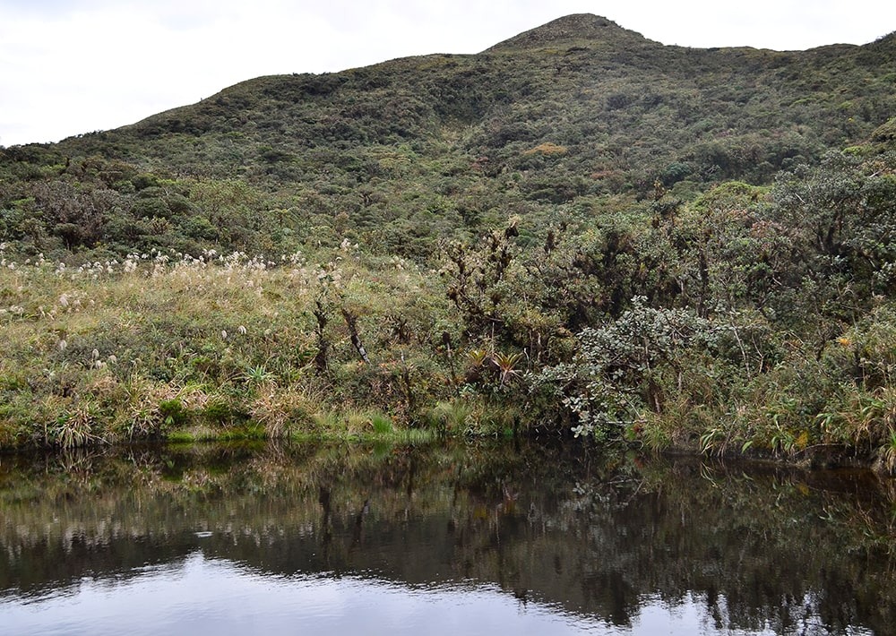 Photo from the Abra de Zamora region-courtesy of EcoSs Lab/UTPL