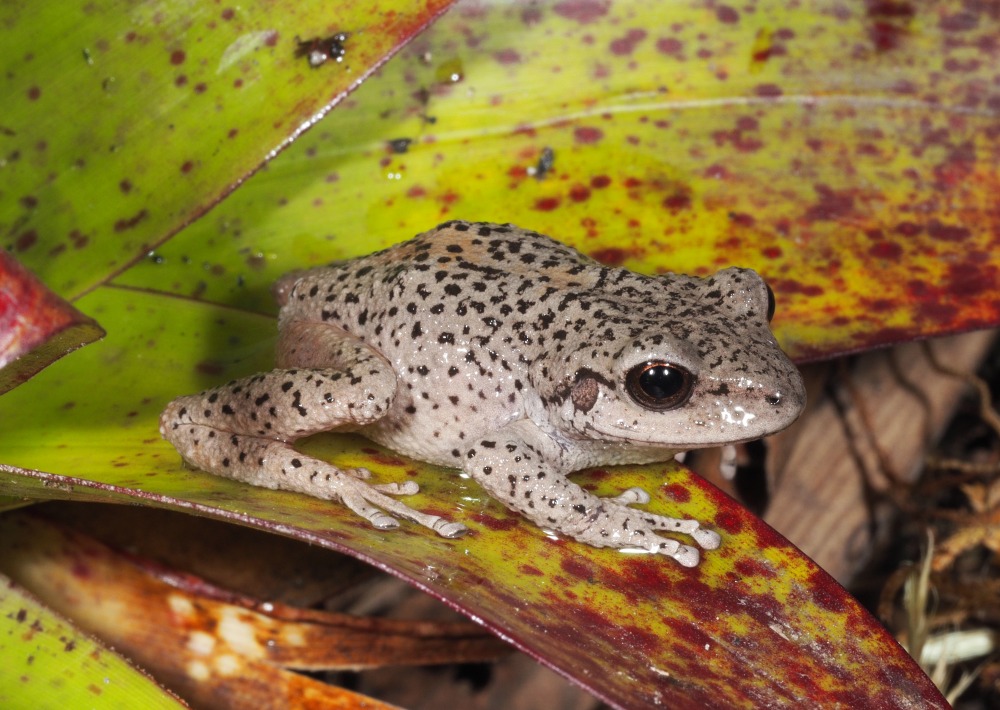 Pristimantis balionotus courtesy of EcoSs Lab/UTPL