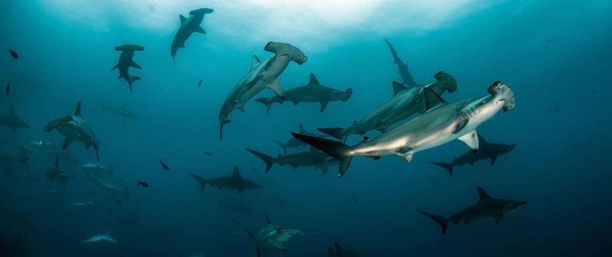 Scalloped Hammerhead Sharks, courtesy of Tomas Kotouc