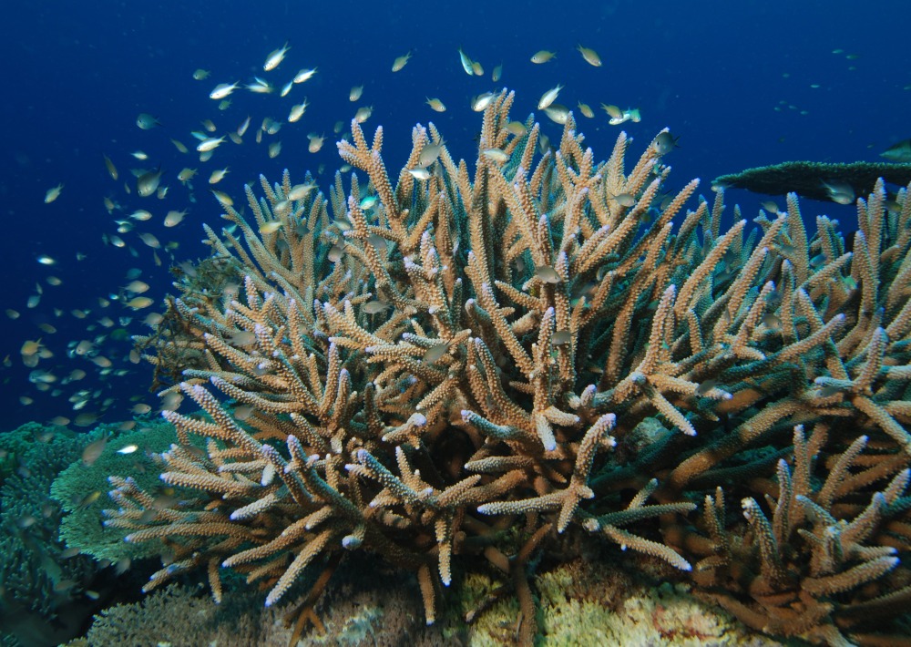 Staghorn Coral, by Albert Kok/Wikimedia