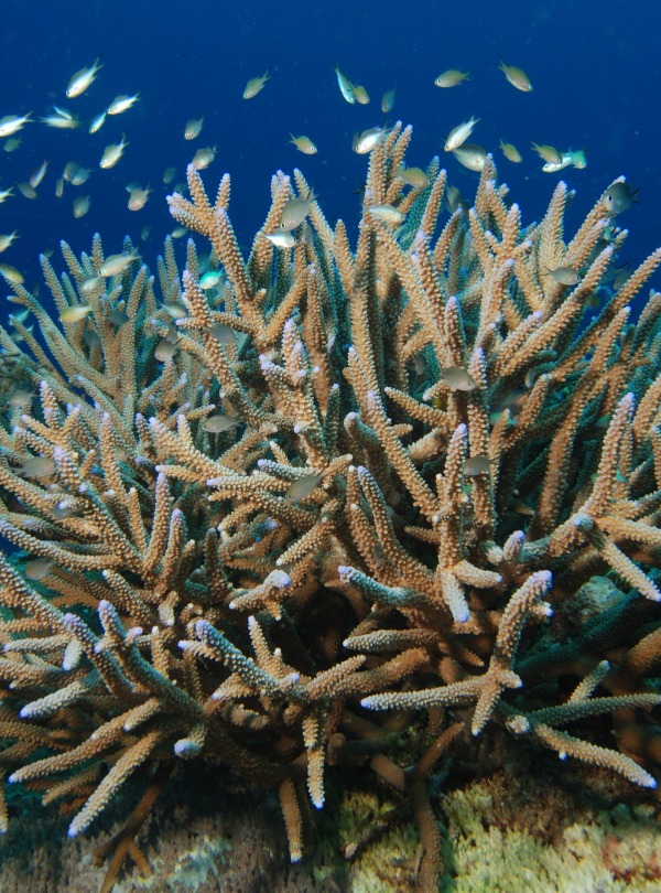 Staghorn Coral, by Albert Kok/Wikimedia