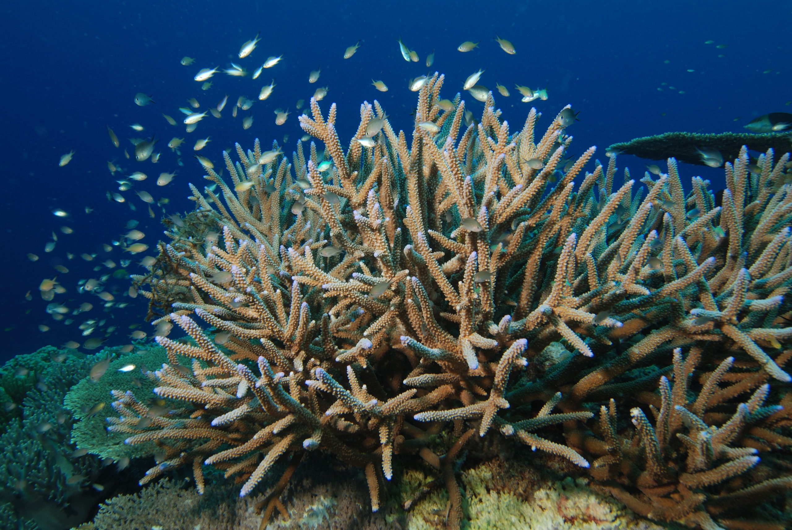 Safeguard a Pristine Coral Reef in Cuba Rainforest Trust
