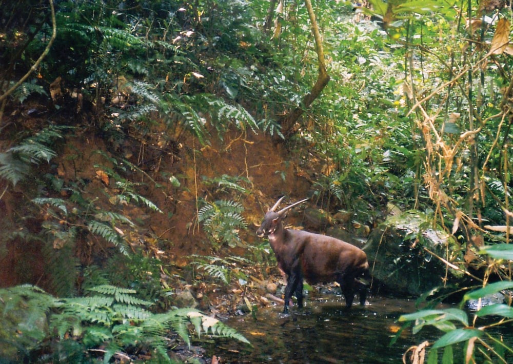 The elusive Saola or "Asian Unicorn", by Bill Robichaud