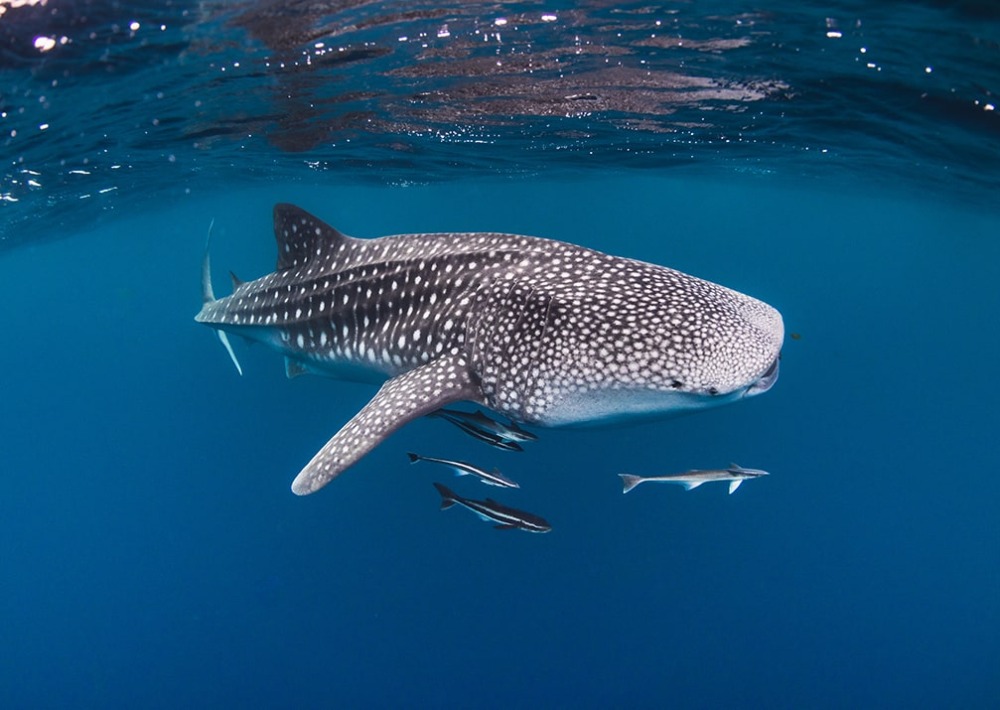 Whale Shark, by Aaronejbull87