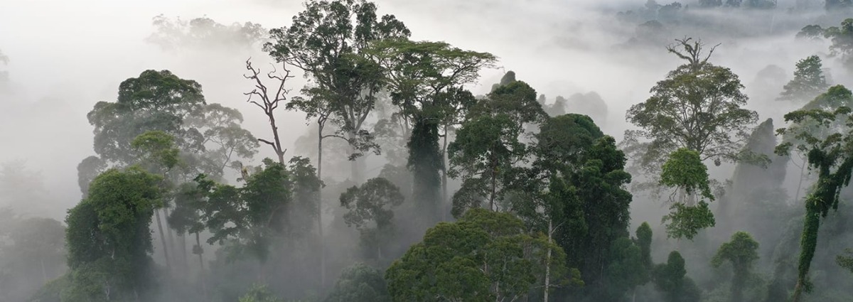 Rainforest in clouds