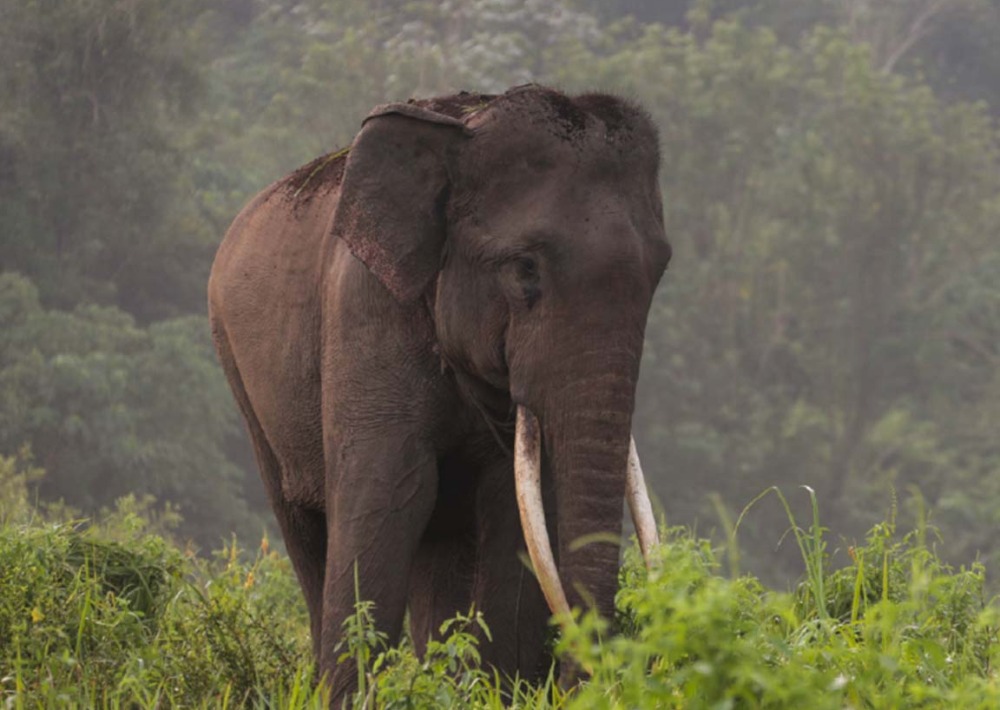 Asian Elephant