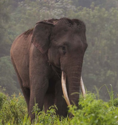 Asian Elephant