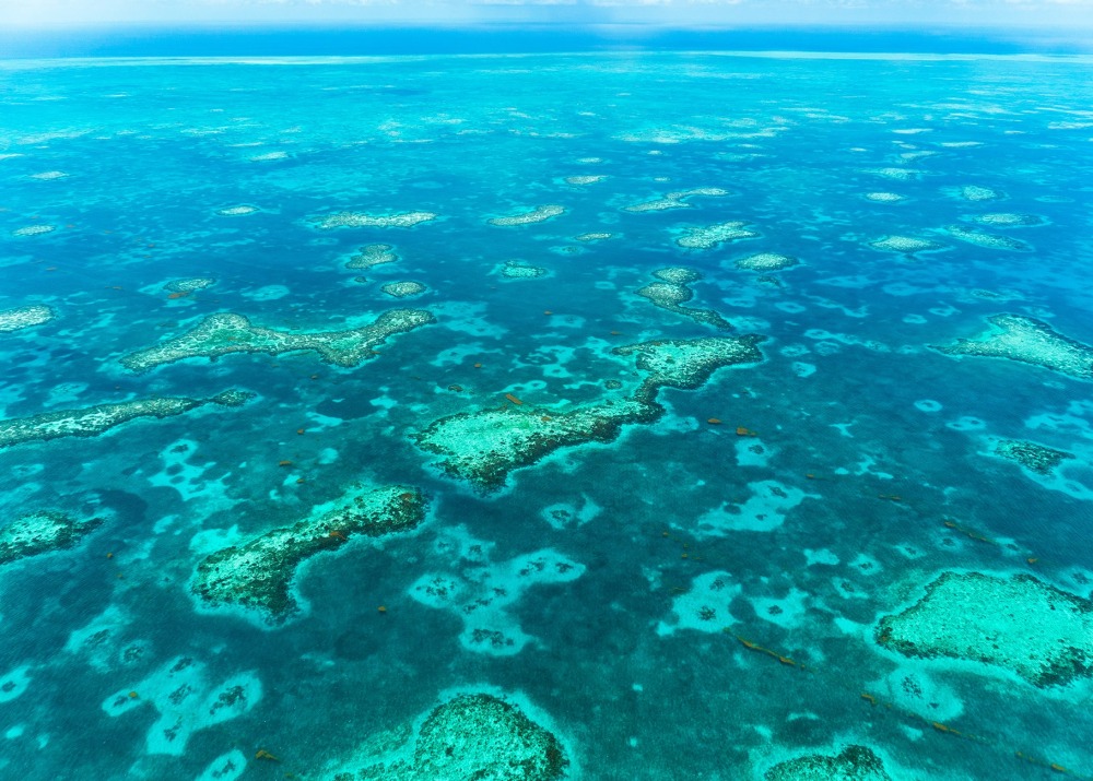 Coral Barrier Reef in Belize, by Maria Palacios