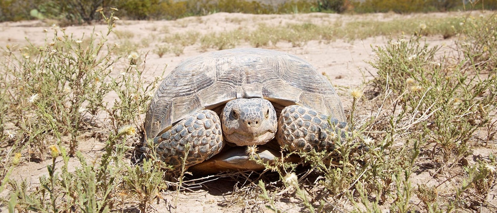 Land Purchase for the Vulnerable Bolson Tortoise in Mexico Rainforest Trust
