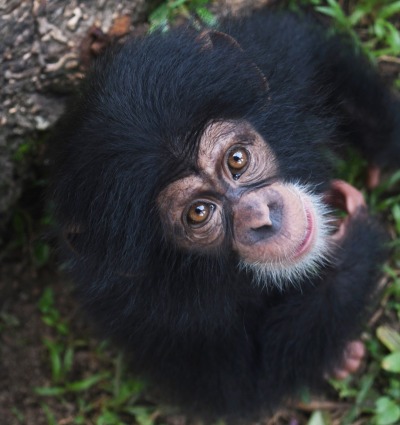 A Chimpanzee looks up