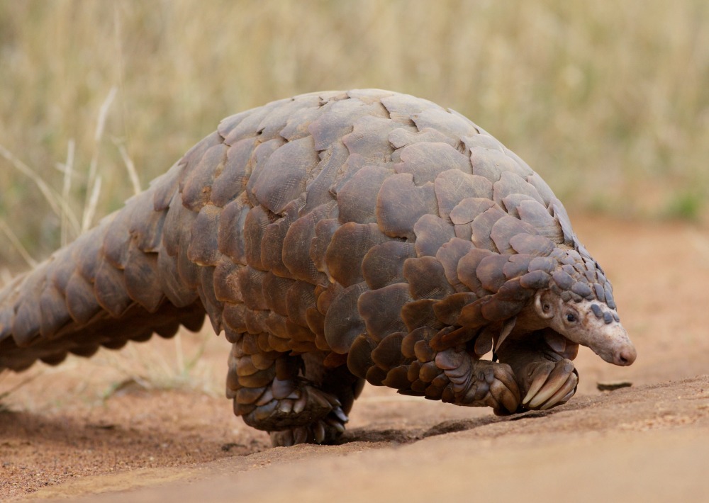 Chinese Pangolin, by David Brossard