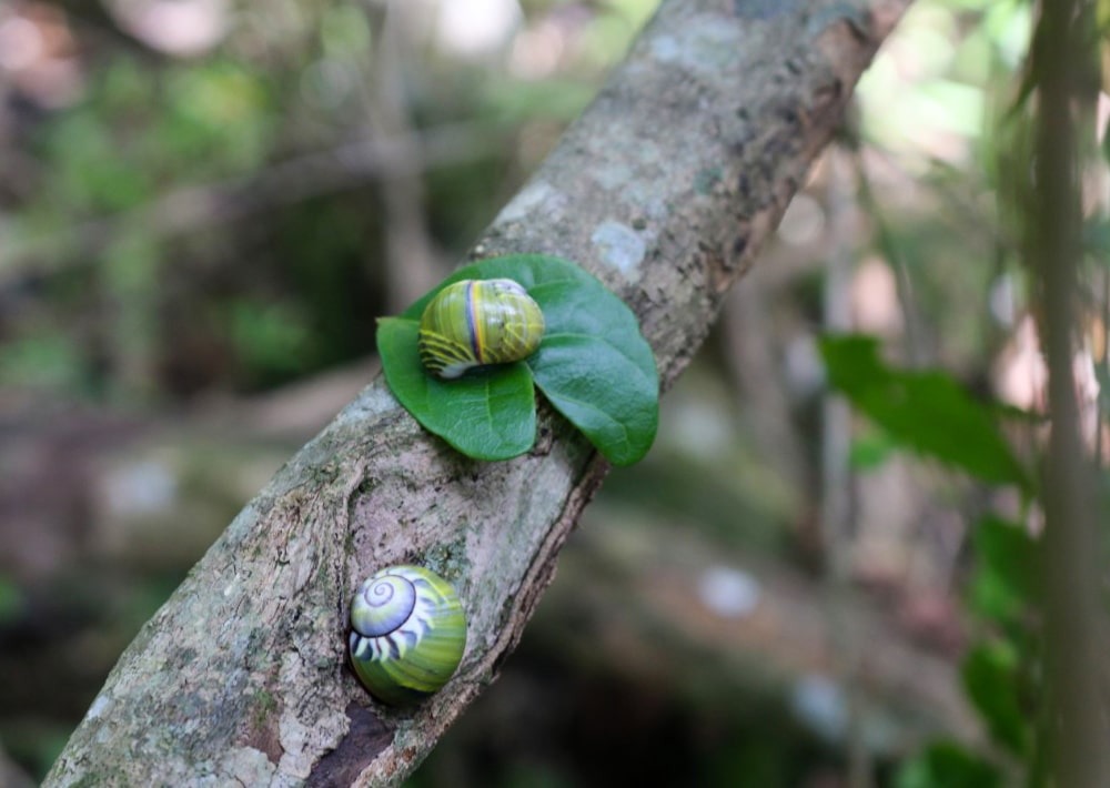 Colorful Land snails of the Cananovas in Cuba, by Rey Estrada