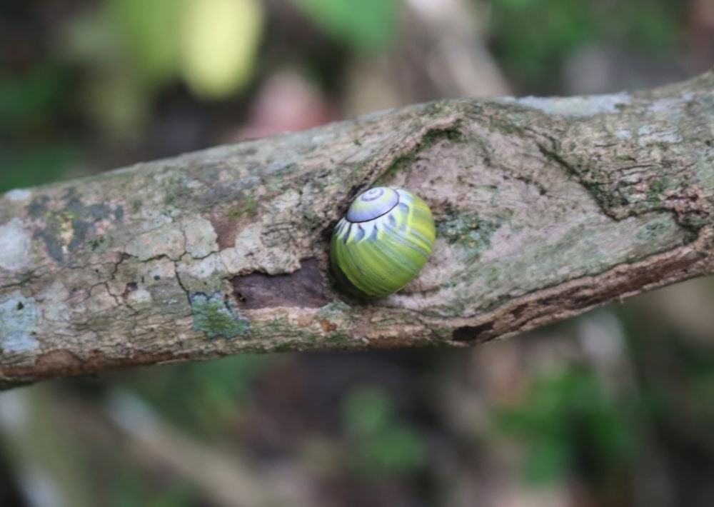 Colorful Land snails of the Cananovas in Cuba, by Rey Estrada