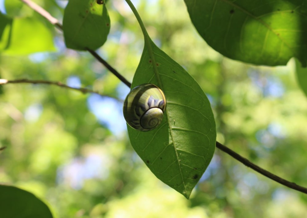 Colorful Land snails of the Cananovas in Cuba, by Rey Estrada