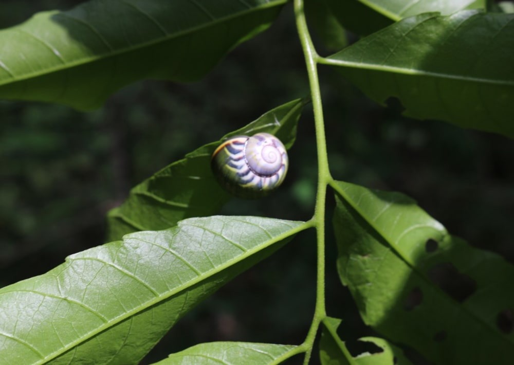 Colorful Land snails of the Cananovas in Cuba, by Rey Estrada