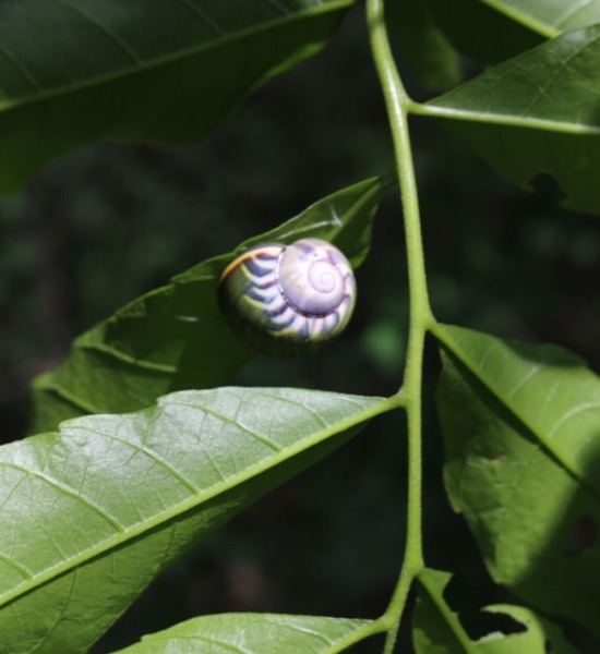 Colorful Land snails of the Cananovas in Cuba, by Rey Estrada