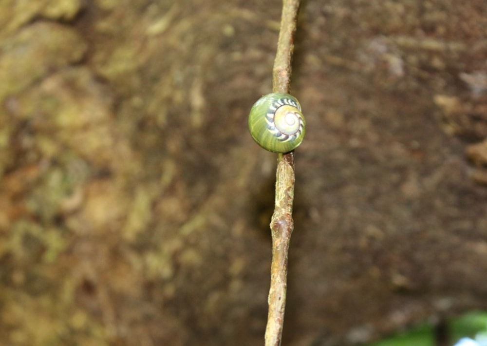 Colorful Land snails of the Cananovas in Cuba, by Rey Estrada