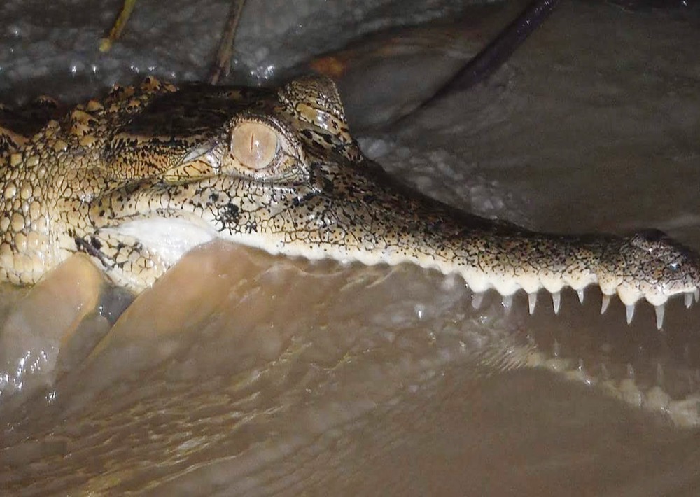 The Critically Endangered Slender-snouted Crocodile