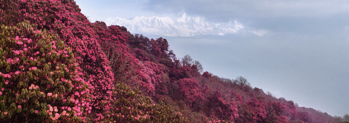 Creating a Vast Conservation Corridor for the Snow Leopard – Rainforest  Trust