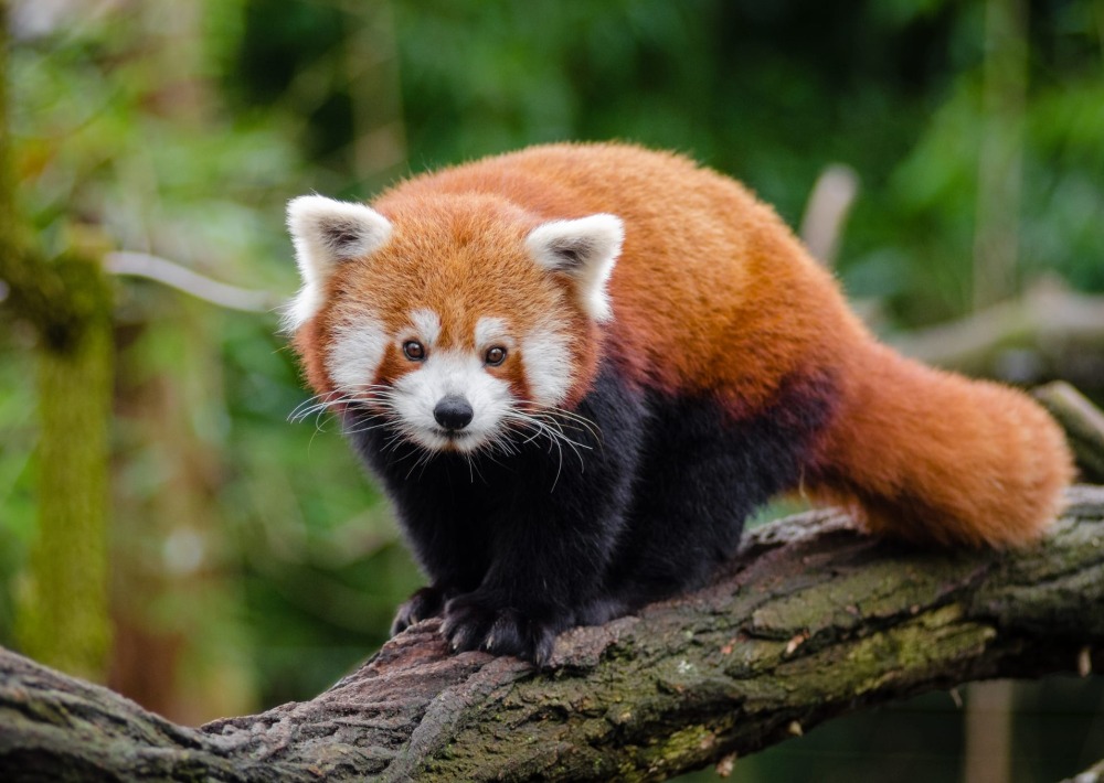 Red Panda