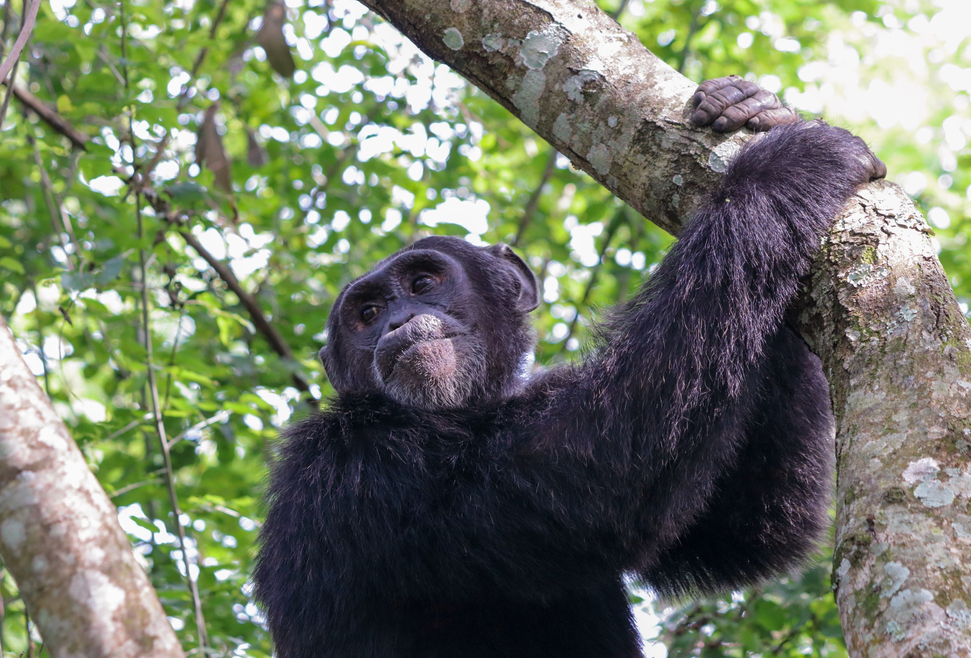 Chimpanzee in a tree