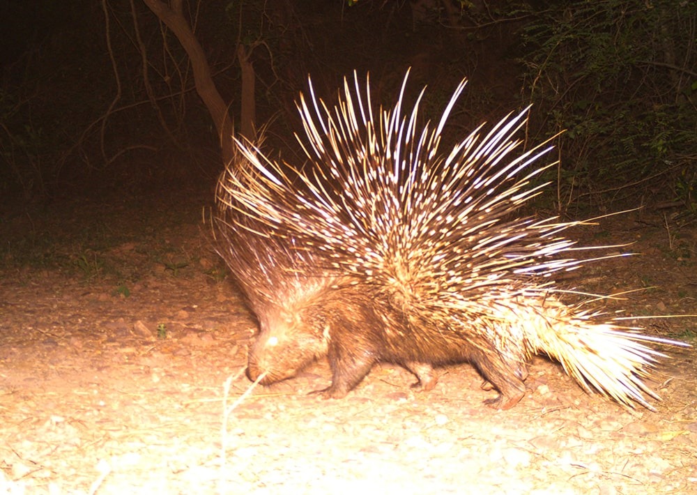 Crested Porcupine on camera trap, courtesy of WCS-India