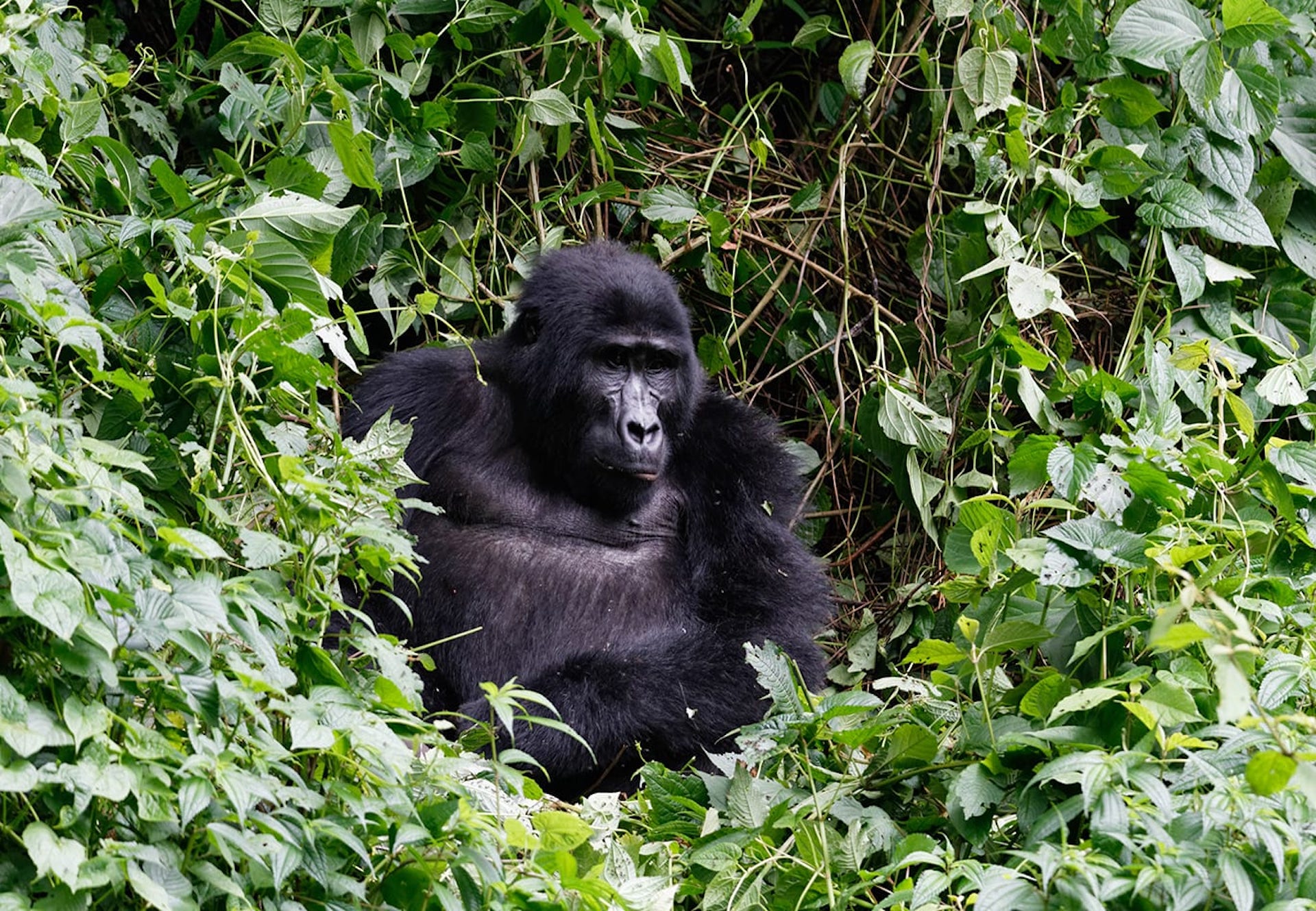 Creating a New Sanctuary for the Cross River Gorilla – Rainforest Trust