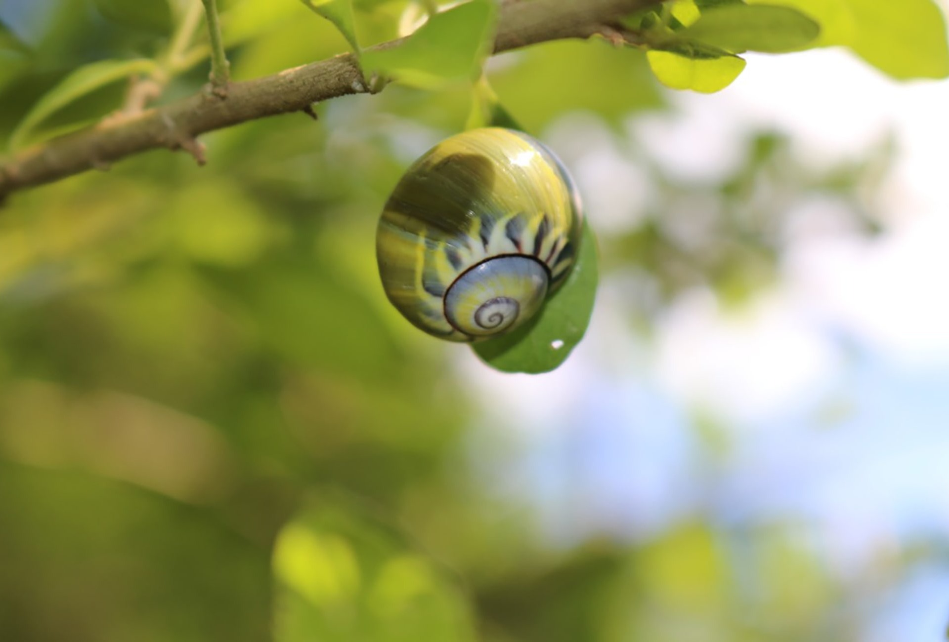 A Land Snail of the Cananovas in Cuba, by Rey Estrada