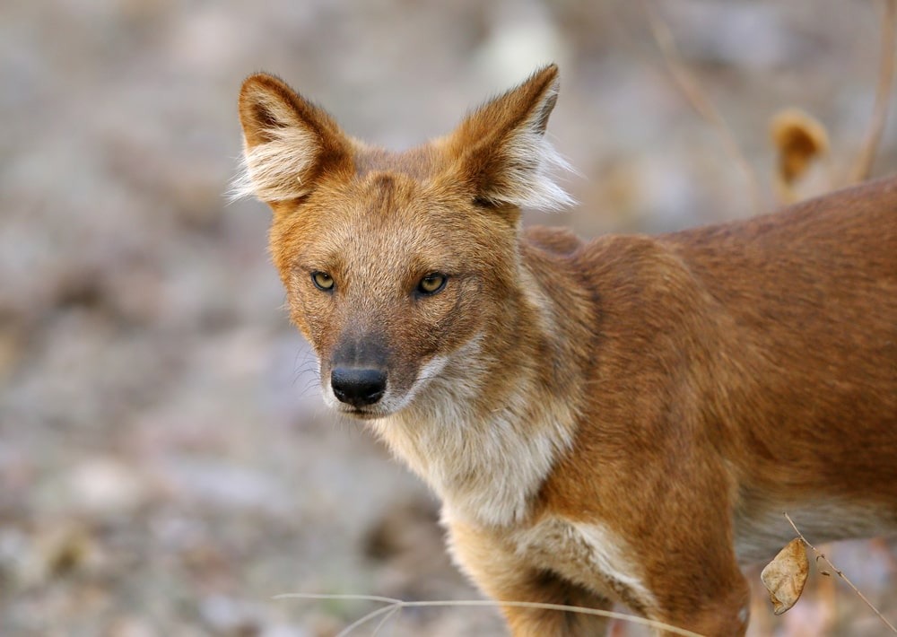 Dhole or Asiatic Wild Dog, by Dr Ajay Kumar Singh