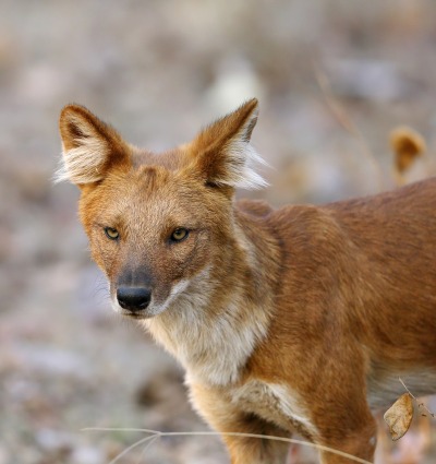 The Endangered Dhole, or Asiatic Wild Dog, by Dr. Ajay Kumar Singh