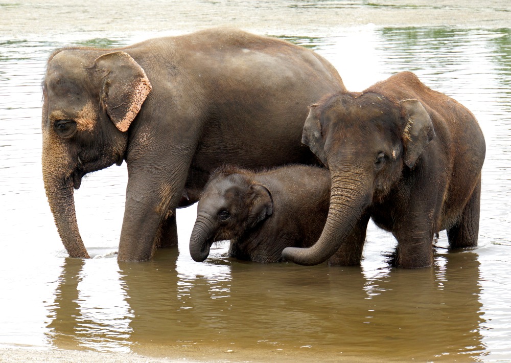 The Endangered Asian Elephant, by Dennis Jarvis/Flickr