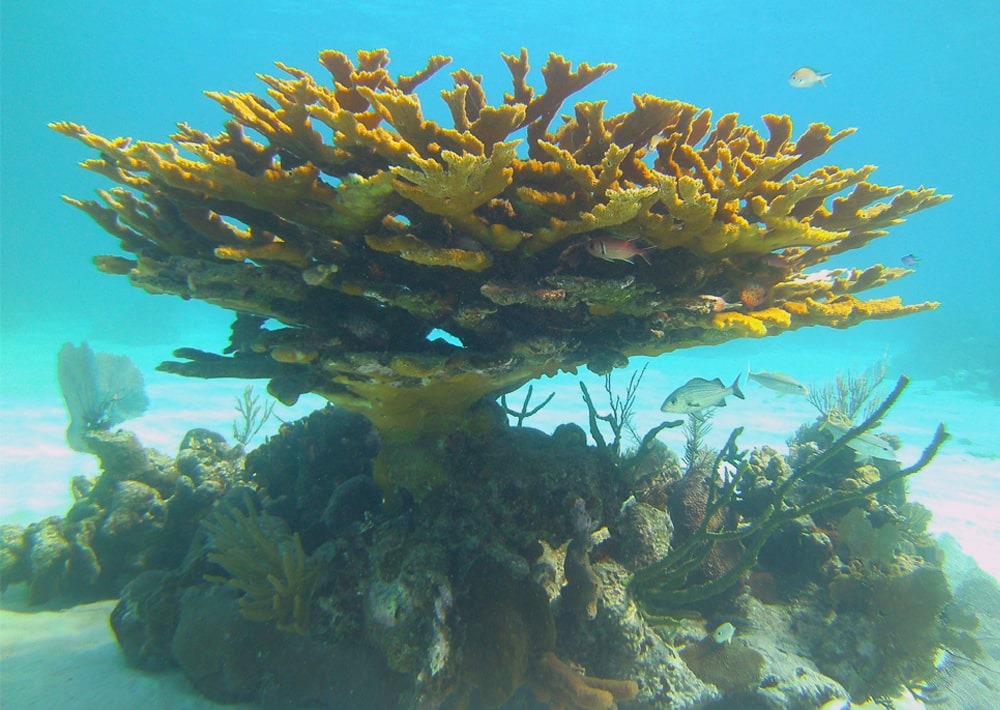 Elkhorn Coral, by Tisquesusa/Wikimedia Commons