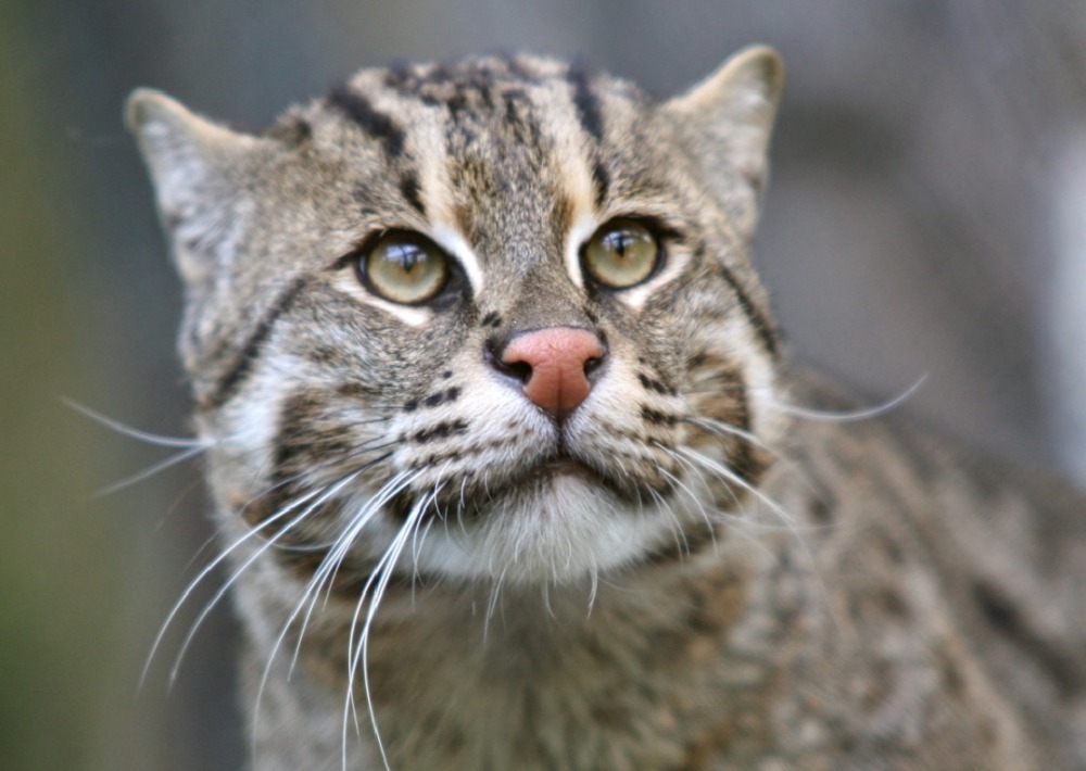The Endangered Fishing Cat