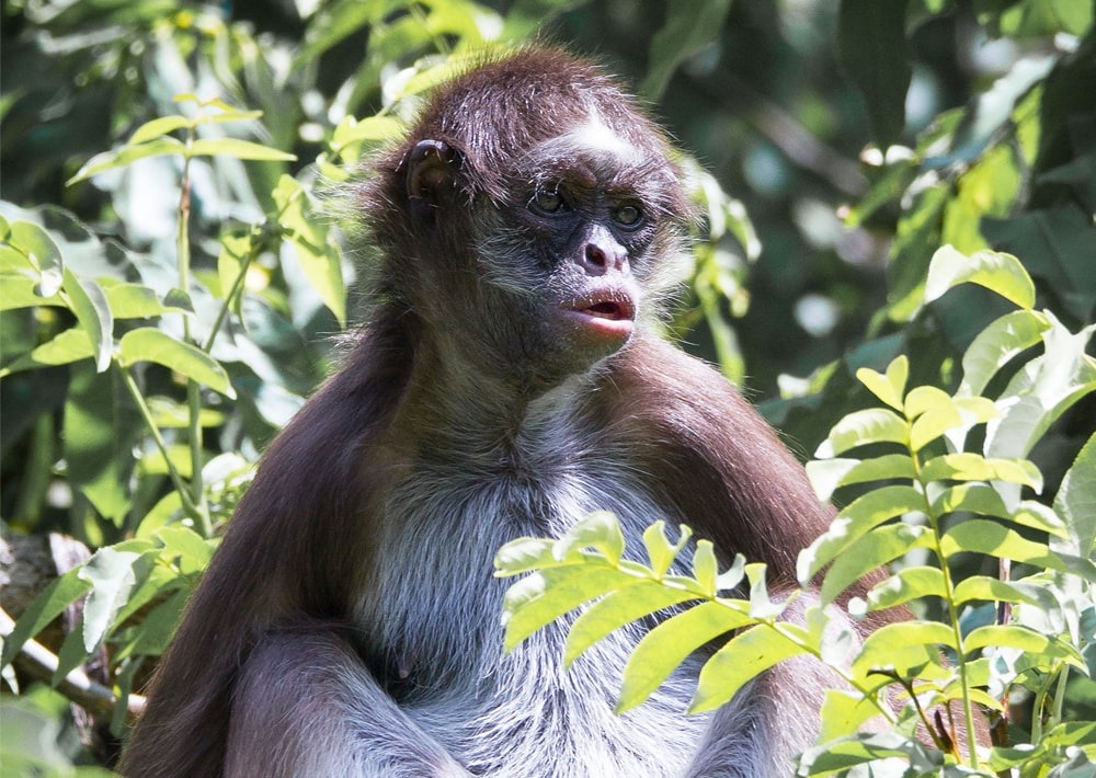 White-bellied Spider Monkey, by Blacktigersdream/Flickr