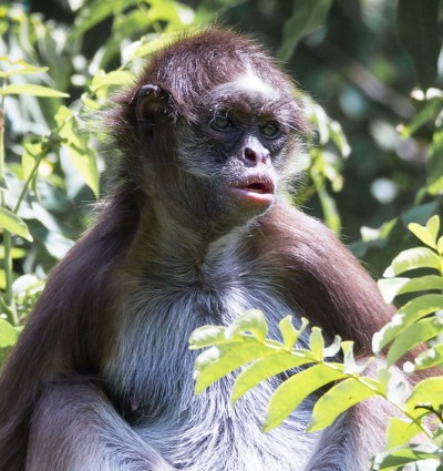 White-bellied Spider Monkey, by Blacktigersdream/Flickr