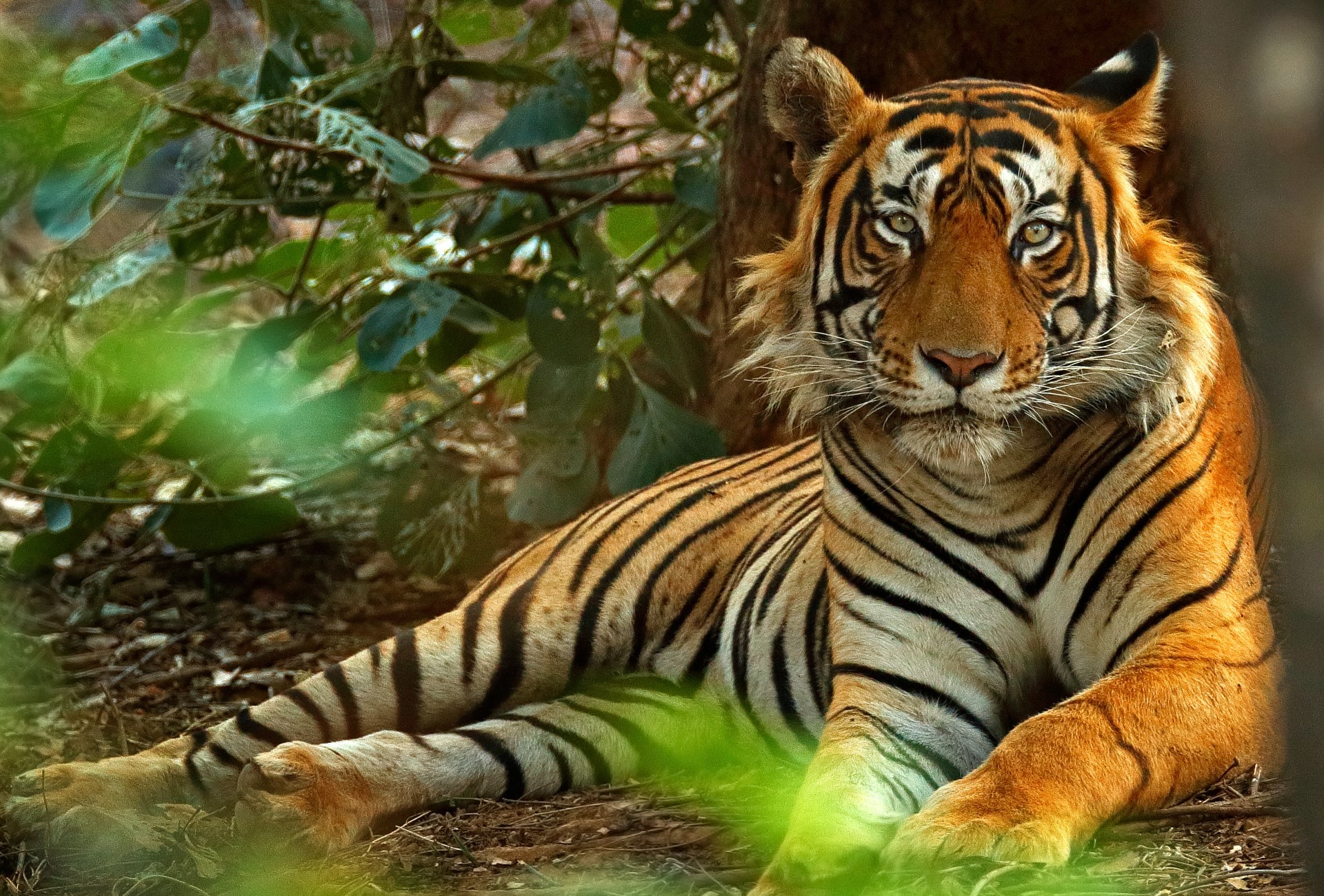 Indian male Tiger, by Ondrej Prosicky