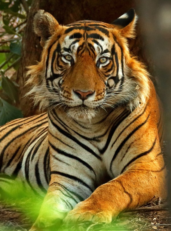 Indian male Tiger, by Ondrej Prosicky