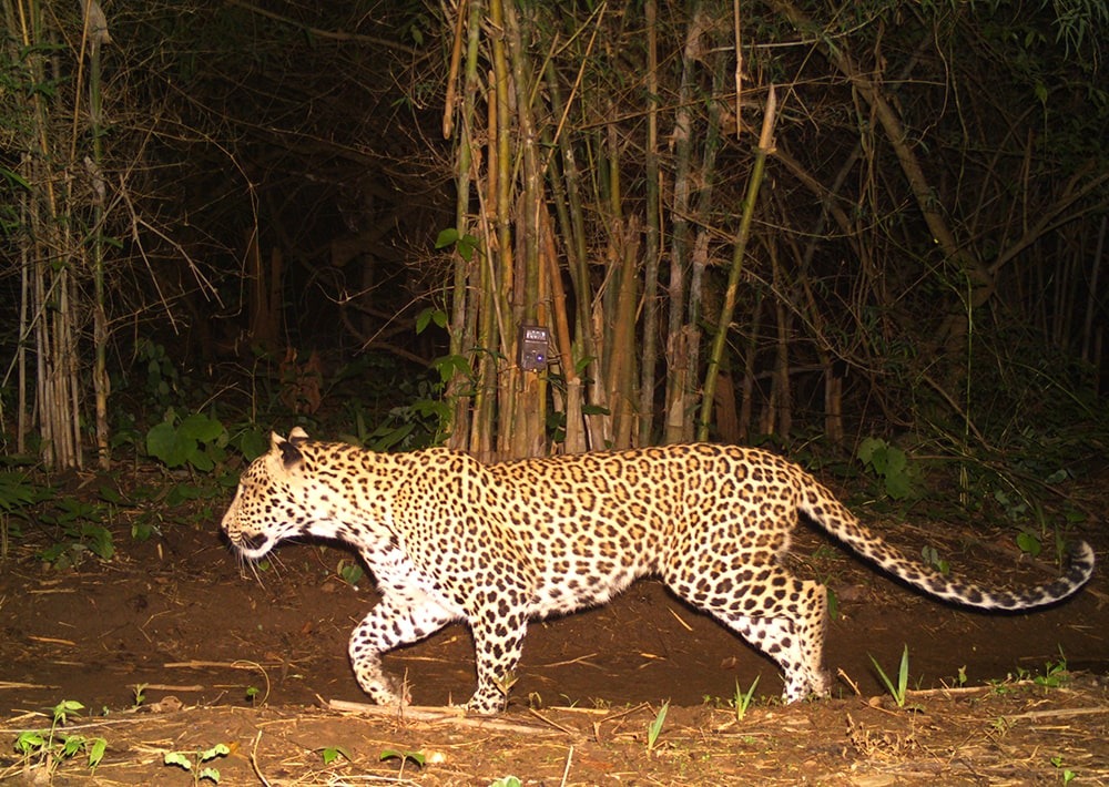 Leopard caught on camera trap, courtesy of WCS-India