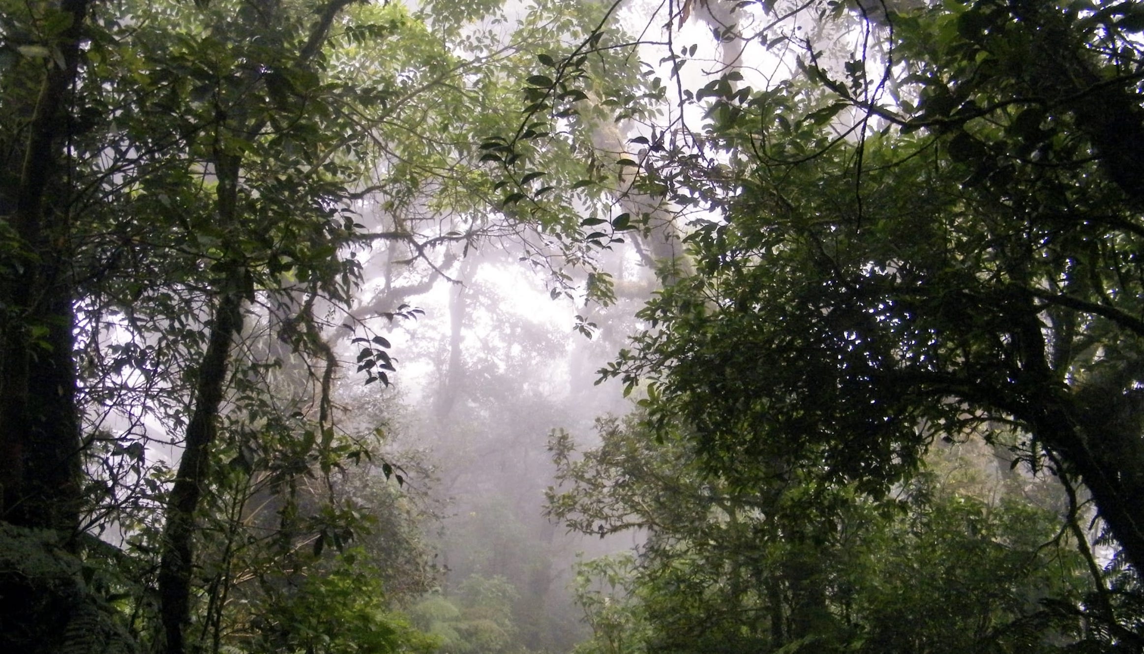 Protecting a Unique Cloud Forest in Veracruz, Mexico Rainforest Trust